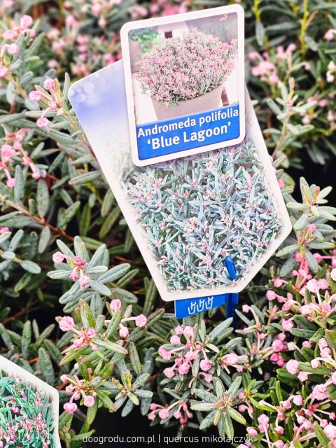 MODRZEWNICA POSPOLITA Andromeda 'Blue Lagoon' RÓŻOWE KWIATY C2