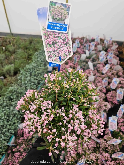 MODRZEWNICA POSPOLITA Andromeda 'Compacta' RÓŻOWE KWIATY C2