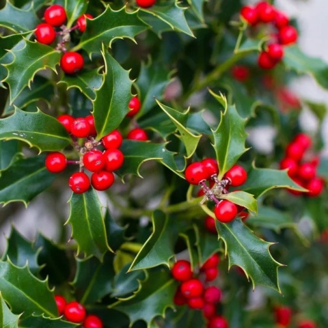 OSTROKRZEW KOLCZASTY Ilex 'Alaska' CZERWONE OWOCE Zimozielony P9 10-20CM