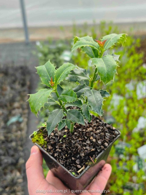 OSTROKRZEW KOLCZASTY Ilex 'Alaska' CZERWONE OWOCE Zimozielony P9 10-20CM