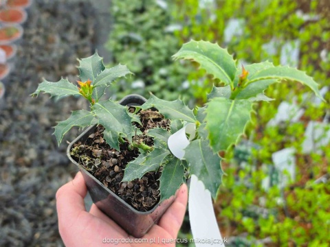 OSTROKRZEW KOLCZASTY Ilex 'Alaska' CZERWONE OWOCE Zimozielony P9 10-20CM
