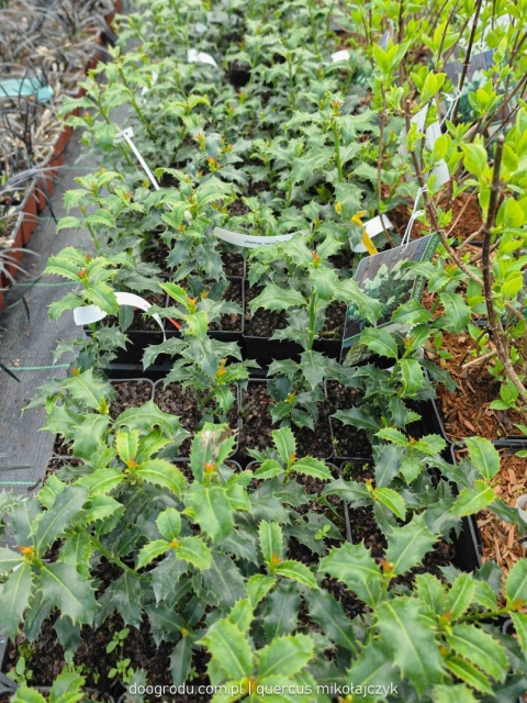 OSTROKRZEW KOLCZASTY Ilex 'Alaska' CZERWONE OWOCE Zimozielony P9 10-20CM