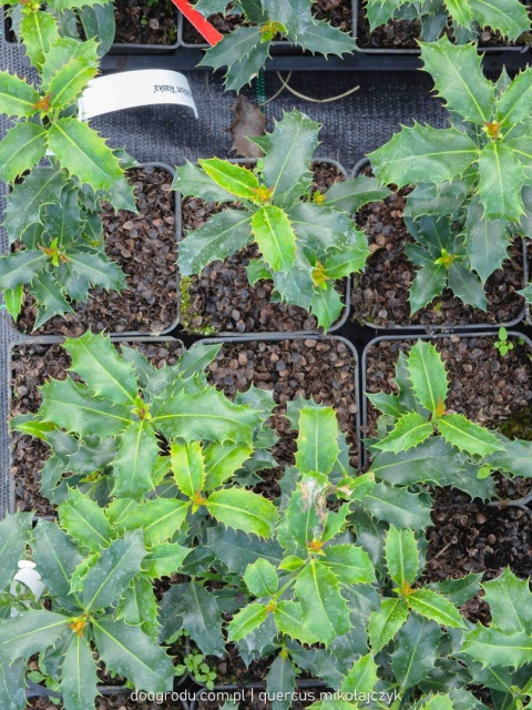 OSTROKRZEW KOLCZASTY Ilex 'Alaska' CZERWONE OWOCE Zimozielony P9 10-20CM