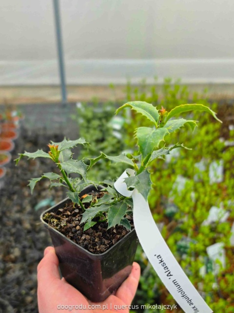 OSTROKRZEW KOLCZASTY Ilex 'Alaska' CZERWONE OWOCE Zimozielony P9 10-20CM