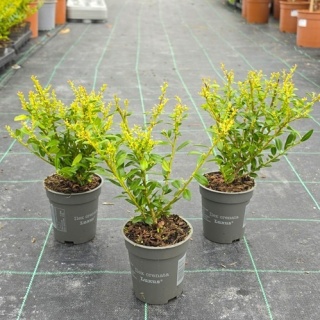 Ostrokrzew Bukszpanowy 'LUXUS' P9 10-15CM Ilex Crenata Karbowanolistny