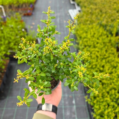 Ostrokrzew Bukszpanowy 'LUXUS' P9 10-15CM Ilex Crenata Karbowanolistny