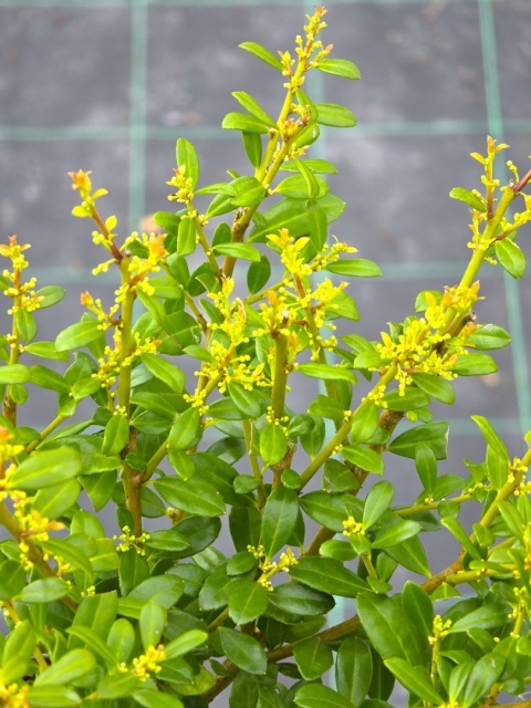 Ostrokrzew Bukszpanowy 'LUXUS' P9 10-15CM Ilex Crenata Karbowanolistny
