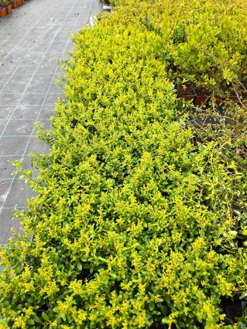 Ostrokrzew Bukszpanowy 'LUXUS' P9 10-15CM Ilex Crenata Karbowanolistny