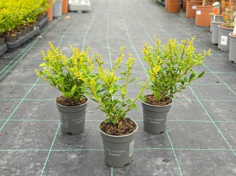 Ostrokrzew Bukszpanowy 'LUXUS' P9 10-15CM Ilex Crenata Karbowanolistny