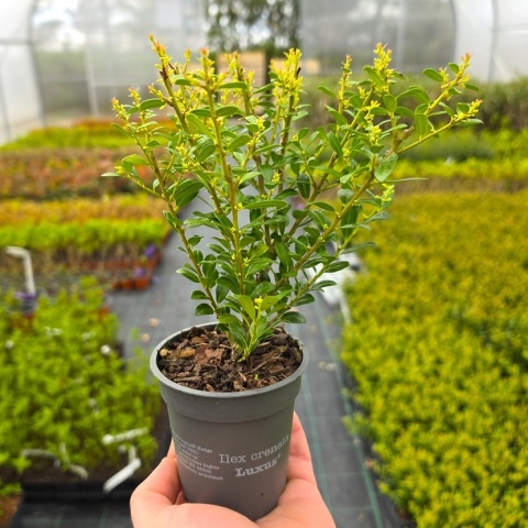 Ostrokrzew Bukszpanowy 'LUXUS' P9 10-15CM Ilex Crenata Karbowanolistny