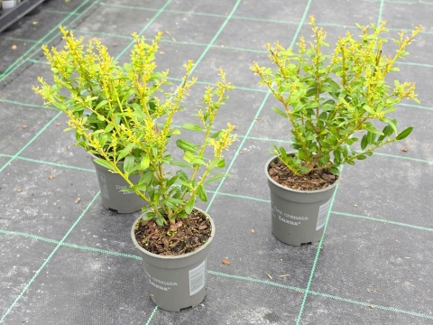 Ostrokrzew Bukszpanowy 'LUXUS' P9 10-15CM Ilex Crenata Karbowanolistny