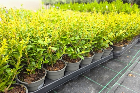 Ostrokrzew Bukszpanowy 'LUXUS' P9 10-15CM Ilex Crenata Karbowanolistny