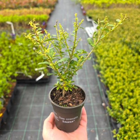 Ostrokrzew Bukszpanowy 'LUXUS' P9 10-15CM Ilex Crenata Karbowanolistny
