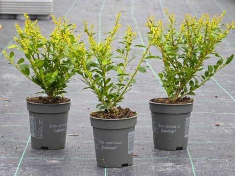 Ostrokrzew Bukszpanowy 'LUXUS' P9 10-15CM Ilex Crenata Karbowanolistny