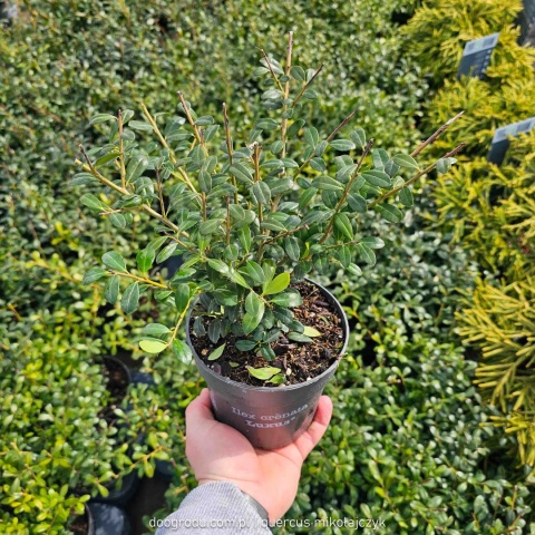 Ostrokrzew Bukszpanowy 'LUXUS' P9 10-15CM Ilex Crenata Karbowanolistny