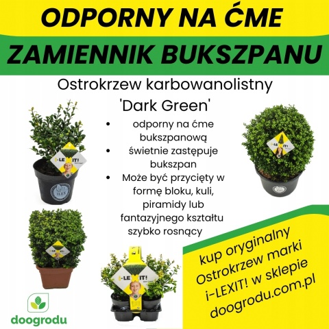 Ostrokrzew karbowanolistny Bukszpanowy 30-40CM Dark Green Bukszpanowy C3