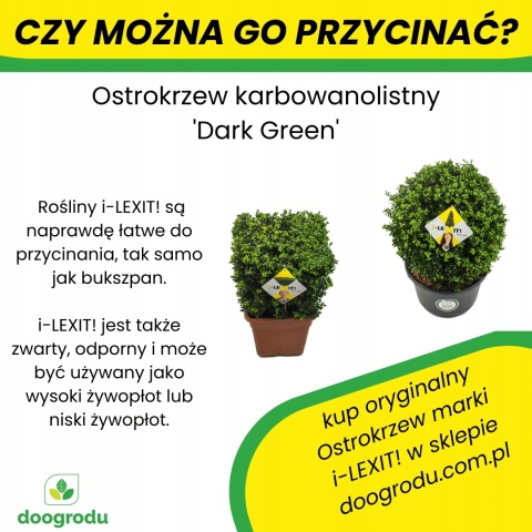 Ostrokrzew karbowanolistny Bukszpanowy 30-40CM Dark Green Bukszpanowy C3