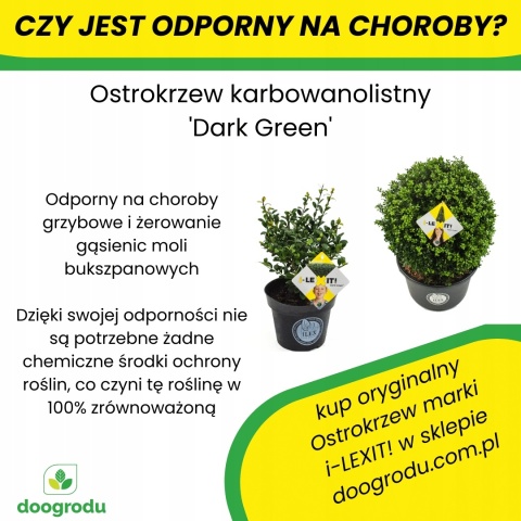 Ostrokrzew karbowanolistny Bukszpanowy 30-40CM Dark Green Bukszpanowy C3