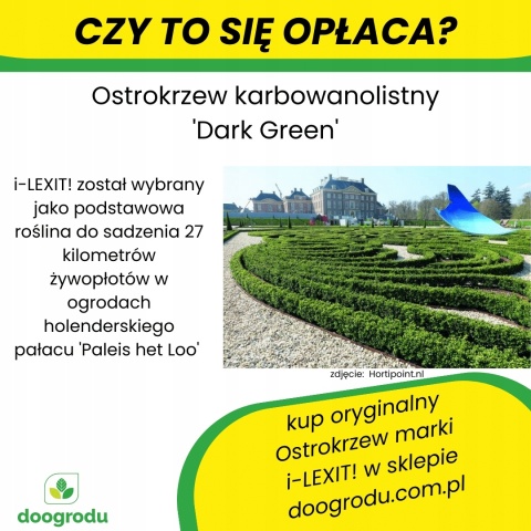 Ostrokrzew karbowanolistny Bukszpanowy 30-40CM Dark Green Bukszpanowy C3