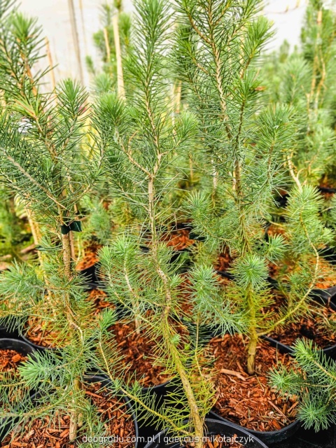 PIĘKNA SOSNA PINIA Pinus Pinea gęsta C2