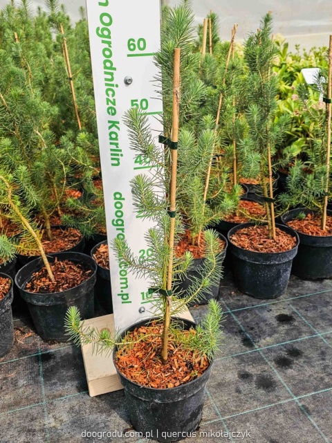 PIĘKNA SOSNA PINIA Pinus Pinea gęsta C2