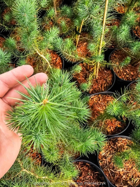 PIĘKNA SOSNA PINIA Pinus Pinea gęsta C2