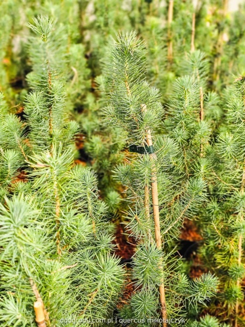 PIĘKNA SOSNA PINIA Pinus Pinea gęsta C2