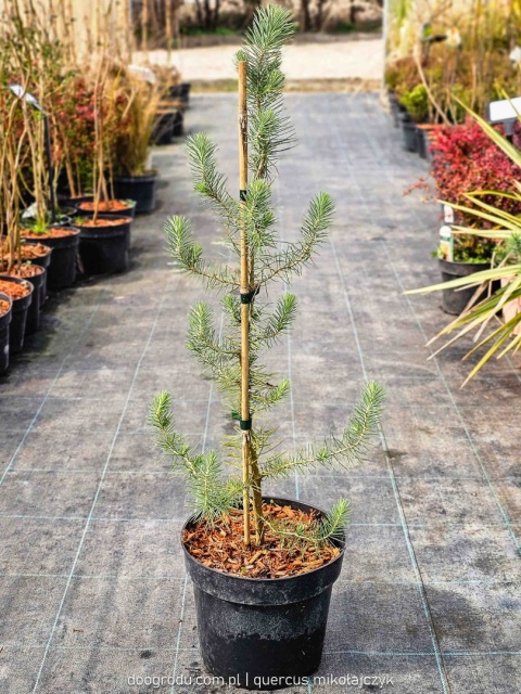 PIĘKNA SOSNA PINIA Pinus Pinea gęsta C2