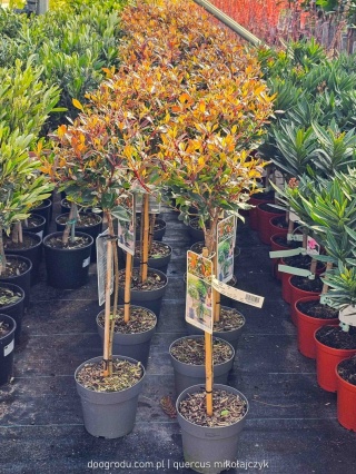Głogownik na pniu 'Chico'® Photinia fraseri Głogownik Frasera C3 szczepiony