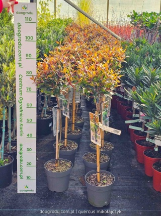Głogownik na pniu 'Chico'® Photinia fraseri Głogownik Frasera C3 szczepiony