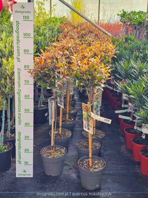 Głogownik na pniu 'Chico'® Photinia fraseri Głogownik Frasera C3 szczepiony