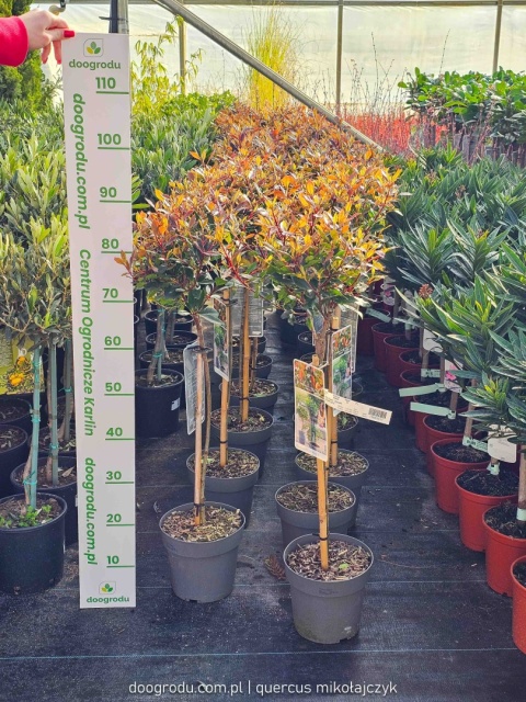 Głogownik na pniu 'Chico'® Photinia fraseri Głogownik Frasera C3 szczepiony