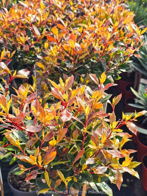 Głogownik na pniu 'Chico'® Photinia fraseri Głogownik Frasera C3 szczepiony