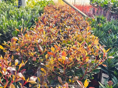 Głogownik na pniu 'Chico'® Photinia fraseri Głogownik Frasera C3 szczepiony