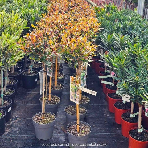 Głogownik na pniu 'Chico'® Photinia fraseri Głogownik Frasera C3 szczepiony