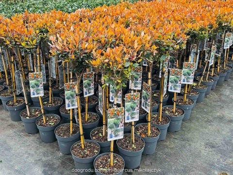 Głogownik na pniu 'Chico'® Photinia fraseri Głogownik Frasera C3 szczepiony