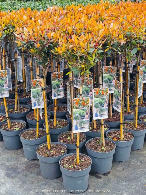 Głogownik na pniu 'Chico'® Photinia fraseri Głogownik Frasera C3 szczepiony