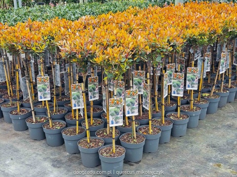 Głogownik na pniu 'Chico'® Photinia fraseri Głogownik Frasera C3 szczepiony
