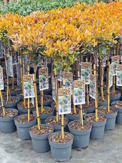 Głogownik na pniu 'Chico'® Photinia fraseri Głogownik Frasera C3 szczepiony