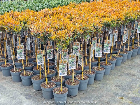 Głogownik na pniu 'Chico'® Photinia fraseri Głogownik Frasera C3 szczepiony