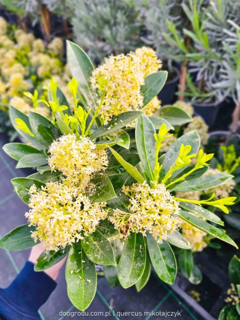 SKIMIA skimmia JAPOŃSKA 'Finchy' KREMOWE PĄKI ZIMĄ zimozielona Do Cienia C1