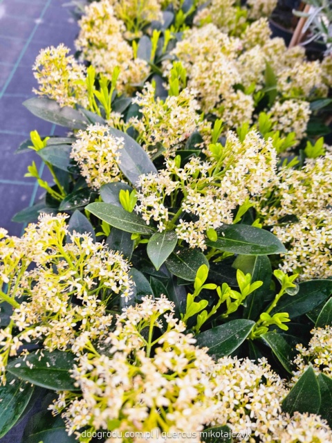 SKIMIA skimmia JAPOŃSKA 'Finchy' KREMOWE PĄKI ZIMĄ zimozielona Do Cienia C1