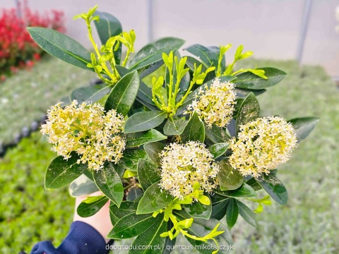 SKIMIA skimmia JAPOŃSKA 'Finchy' KREMOWE PĄKI ZIMĄ zimozielona Do Cienia C1