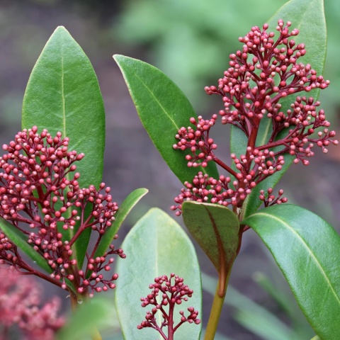 SKIMIA skimmia JAPOŃSKA 'Rubella' INTENSYWNIE CZERWONA zimozielona C1