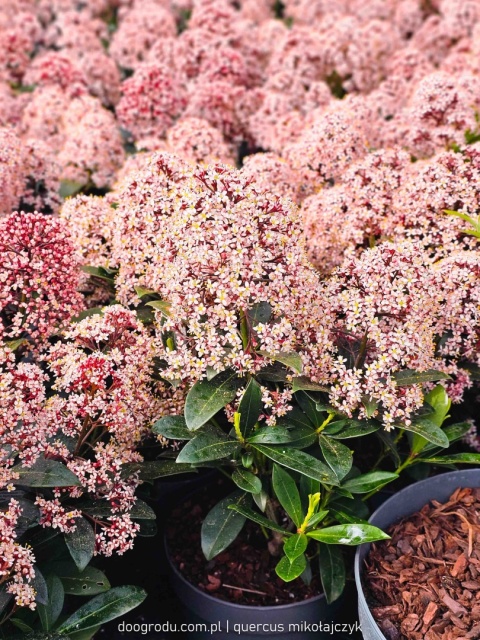 SKIMIA skimmia JAPOŃSKA 'Rubella' INTENSYWNIE CZERWONA zimozielona C1