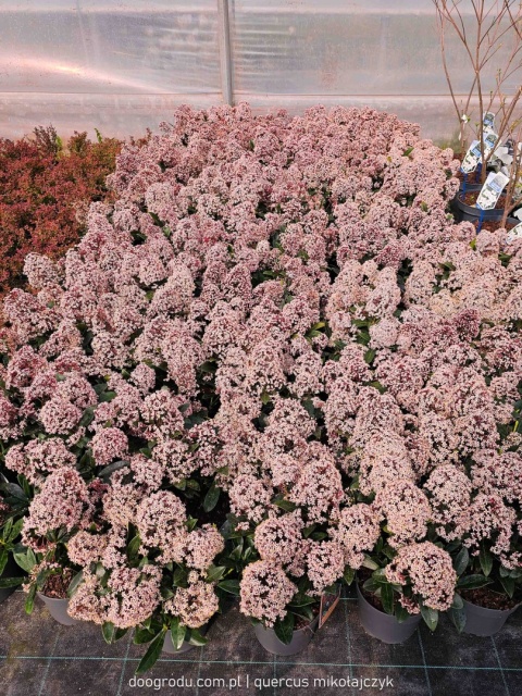 SKIMIA skimmia JAPOŃSKA 'Rubella' INTENSYWNIE CZERWONA zimozielona C1