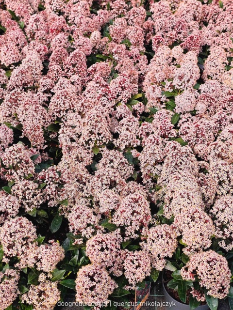 SKIMIA skimmia JAPOŃSKA 'Rubella' INTENSYWNIE CZERWONA zimozielona C1