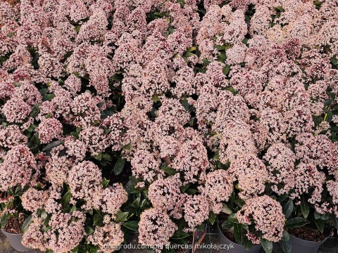 SKIMIA skimmia JAPOŃSKA 'Rubella' INTENSYWNIE CZERWONA zimozielona C1