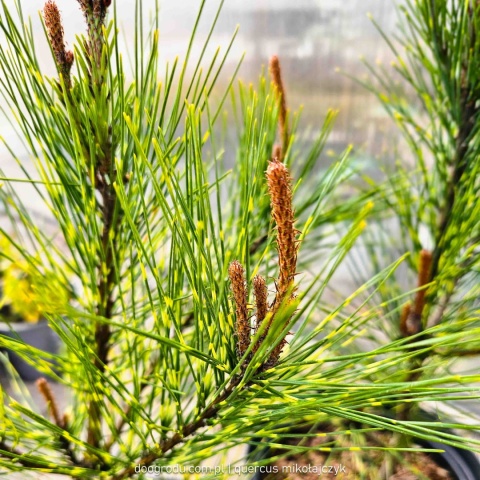 SOSNA GĘSTOKWIATOWA Pinus 'OCULUS-DRACONIS' Oko Smoka PASKOWANE IGŁY C5