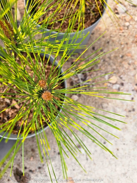 SOSNA GĘSTOKWIATOWA Pinus 'OCULUS-DRACONIS' Oko Smoka PASKOWANE IGŁY C5